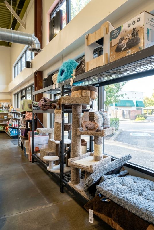 Cat trees, scratchers and plush beds along the front windows